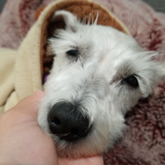 Meet your Posher, Nev - Picture 1 of 6